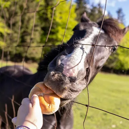 Отель Haagerhof 3*